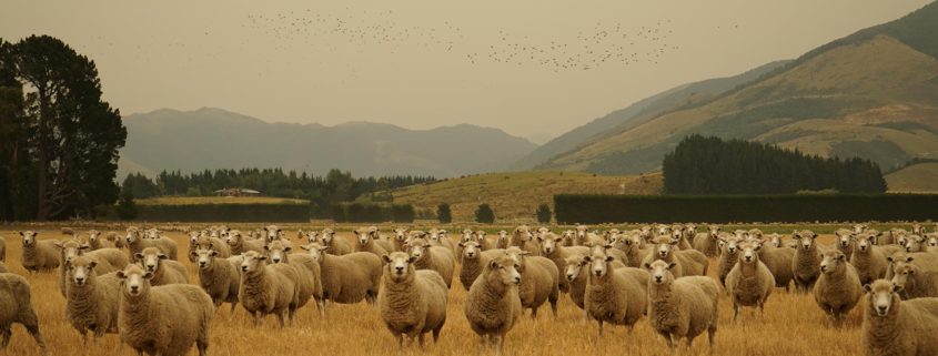 Sheep at a Canterbury farm with smoke haze from New Zealand's fire