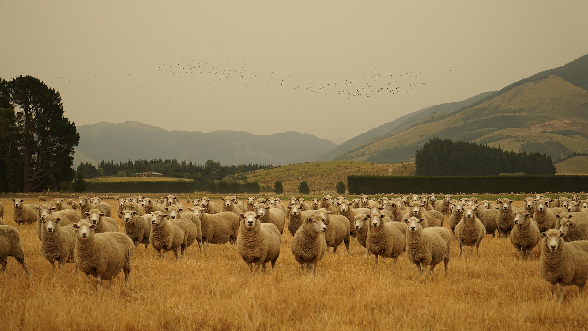 Sheep at a Canterbury farm with smoke haze from New Zealand's fire