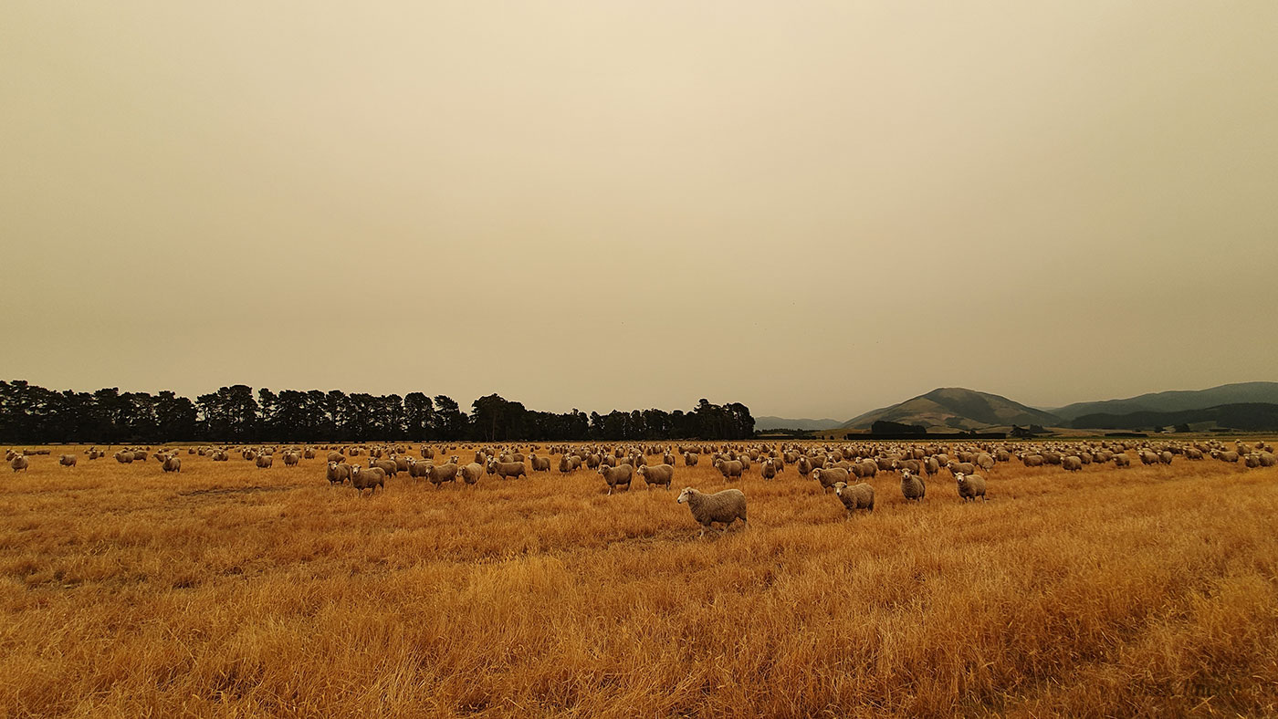 Photo of a Canterbury sheep farm with smokey haze from Australia's fires